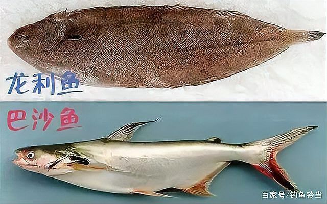 東南亞淡水魚品種，東南亞淡水魚品種巴沙魚\
