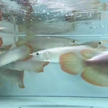 紅龍魚市場價格，紅龍魚市場價格受多種因素影響呈現較大波動呈現較大波動