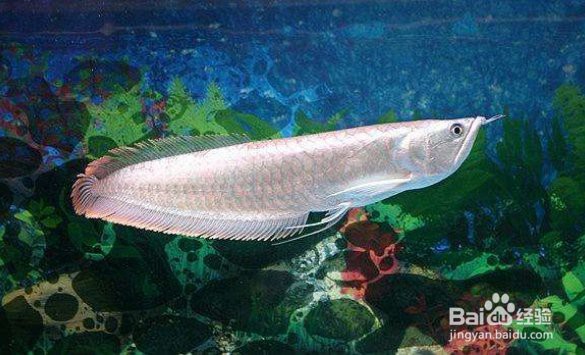 如何鑒別銀龍魚的雌雄？，如何分辨銀龍魚的公母