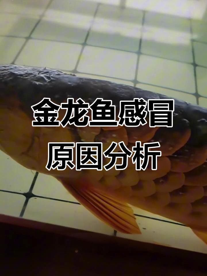 如何判斷金龍魚(yú)是否生病？，判斷金龍魚(yú)是否生病需綜合觀察其外觀、行為及水質(zhì)狀況