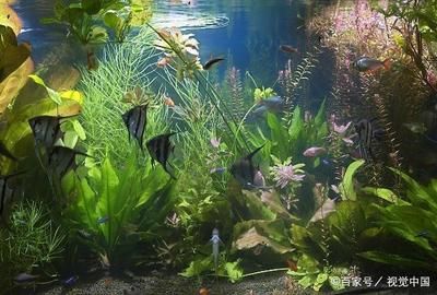 哪些魚(yú)適合和鳳尾魚(yú)一起養(yǎng)？：和鳳尾魚(yú)一起養(yǎng)的魚(yú)主要有以下幾種