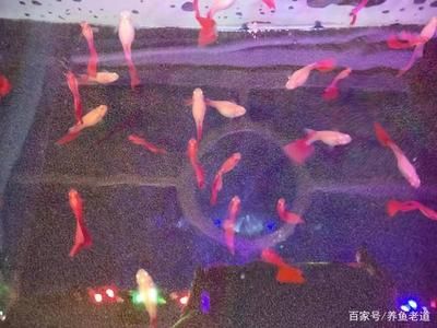 哪些魚(yú)適合和鳳尾魚(yú)一起養(yǎng)？：和鳳尾魚(yú)一起養(yǎng)的魚(yú)主要有以下幾種