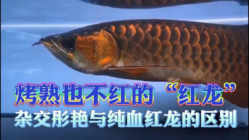 如何鑒別血紅龍是否純種？，愛在星辰大海如何辨別純血紅龍魚 如何鑒別血紅龍是否純種？，愛在星辰大海如何辨別純血紅龍魚 龍魚百科 第5張