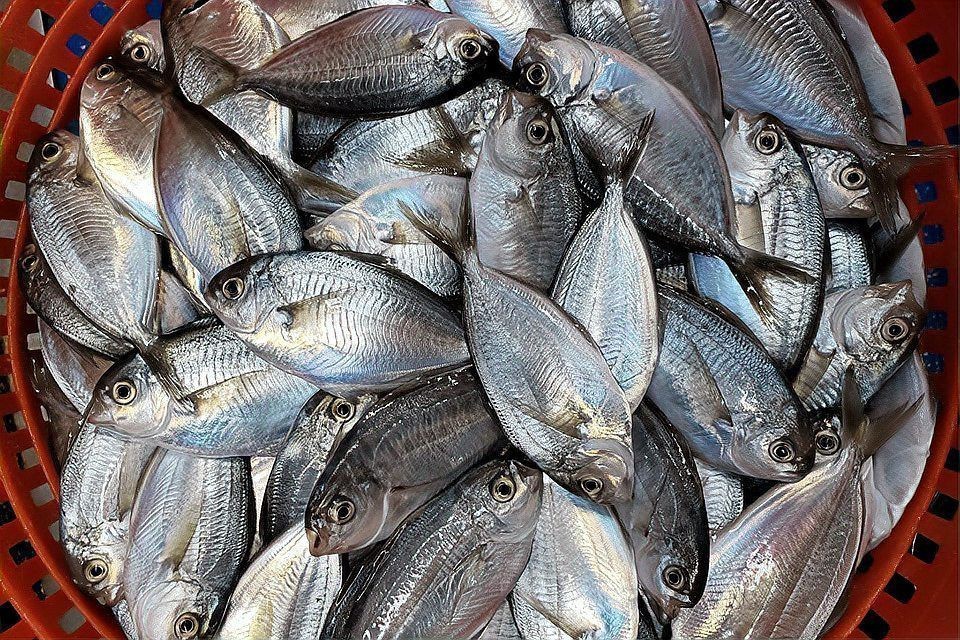 魚的細菌對人的影響嗎，《魚的細菌對人的影響嗎》探究魚身上攜帶的細菌是否對人類產生影響