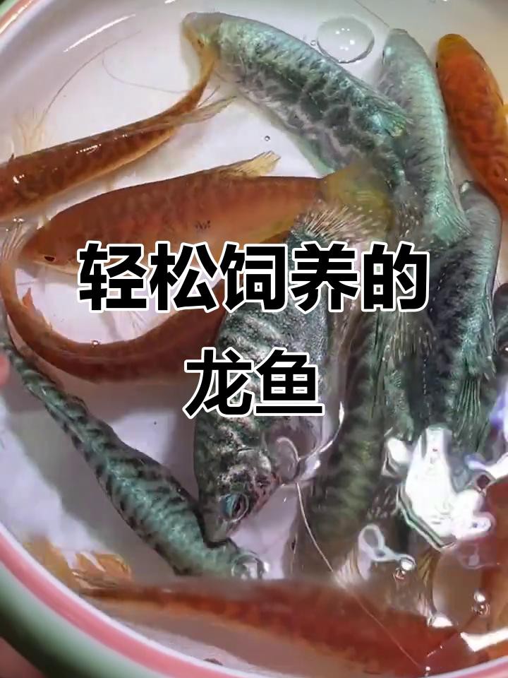 哪些龍魚品種適合新手養殖？，適合新手養殖的便宜龍魚品種推薦