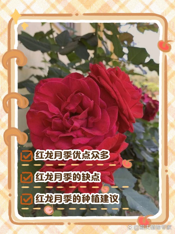 月季紅龍的花期是多久？，養了十年紅龍月季才發現它就是個“騙子”