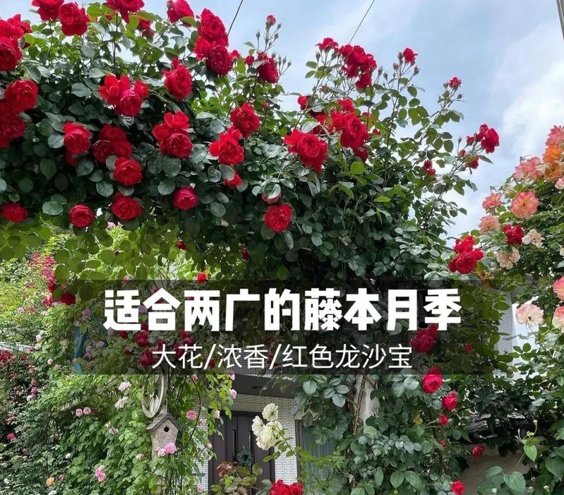 月季紅龍的花期是多久？，養了十年紅龍月季才發現它就是個“騙子”