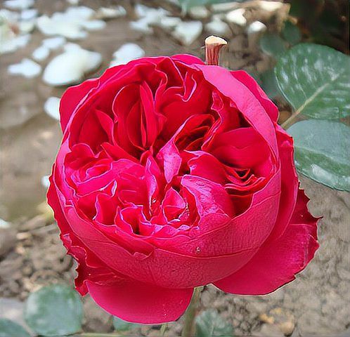 月季紅龍的花期是多久？，養了十年紅龍月季才發現它就是個“騙子”