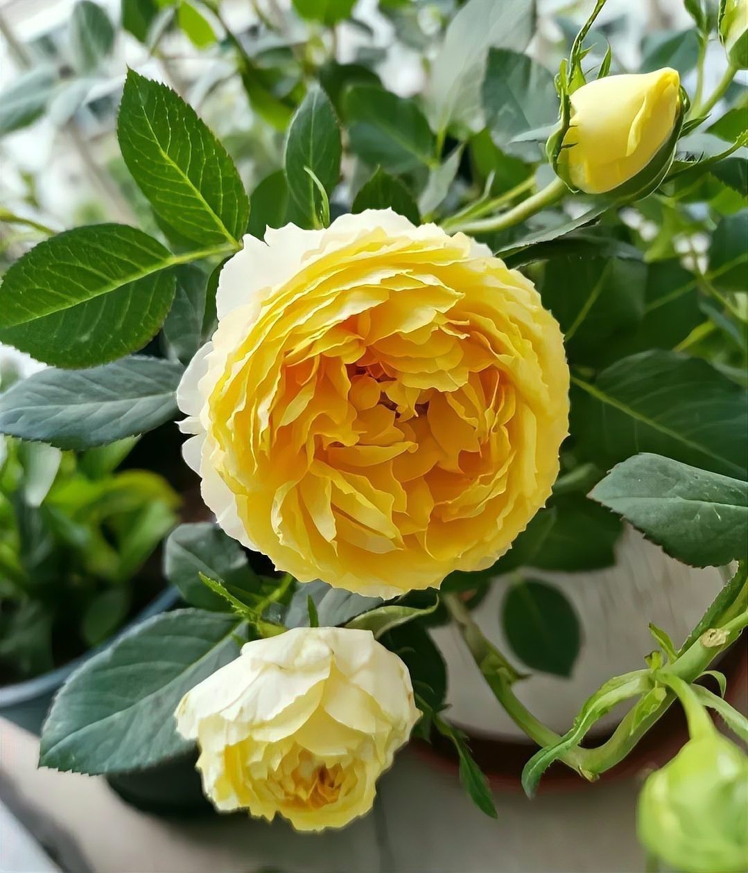 月季紅龍的花期是多久？，養了十年紅龍月季才發現它就是個“騙子”