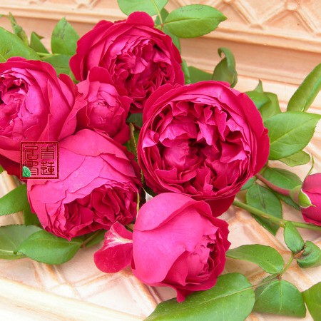 月季紅龍的花期是多久？，養了十年紅龍月季才發現它就是個“騙子”