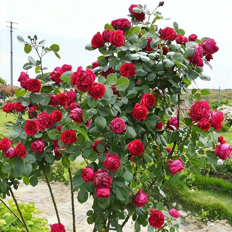 月季紅龍的花期是多久？，養了十年紅龍月季才發現它就是個“騙子”