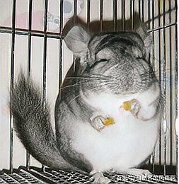 哪種貓不適合與龍貓一起養？，“哪種貓不適合與龍貓一起養”展開探討龍貓生活環境要求