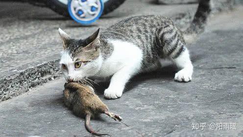 哪種貓不適合與龍貓一起養？，“哪種貓不適合與龍貓一起養”展開探討龍貓生活環境要求