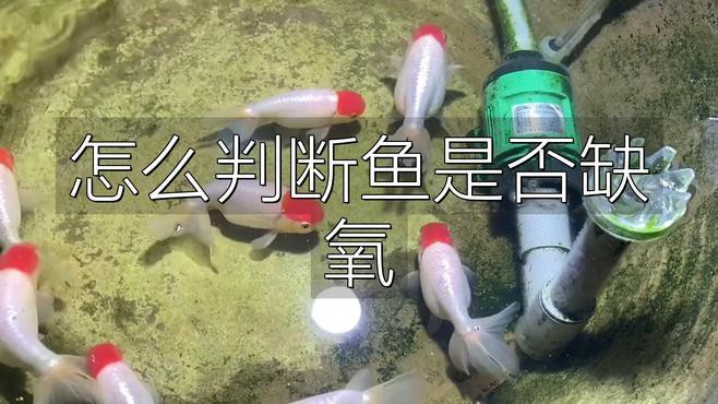 如何判斷藍龍魚是否缺氧，如何判斷藍龍魚是否缺氧不缺氧北游lumi如何判斷