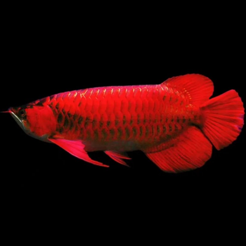 如何判斷血紅龍魚是否純種？，《如何判斷血紅龍魚是否純種》準(zhǔn)確判斷紅龍魚是否純種