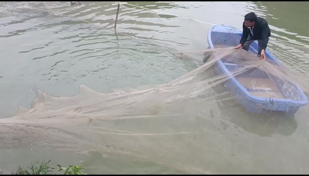 來安龍魚店，來安龍魚店哪家口碑最好