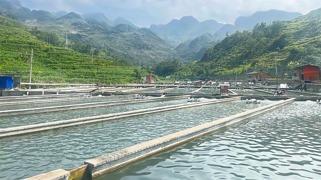 來安龍魚店，來安龍魚店哪家口碑最好