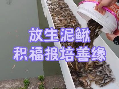 為什么放生泥鰍果報大，《為什么放生泥鰍鰍報大》放生泥鰍報大果報的行為