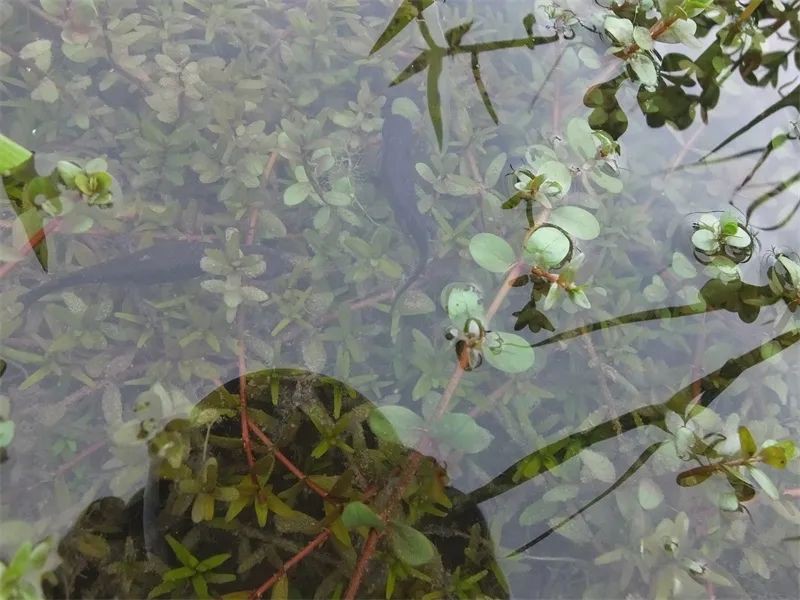 哪種火龍魚蠑螈壽命最長？，動物界眾多壽星排行 哪種火龍魚蠑螈壽命最長？，動物界眾多壽星排行 龍魚百科 第5張