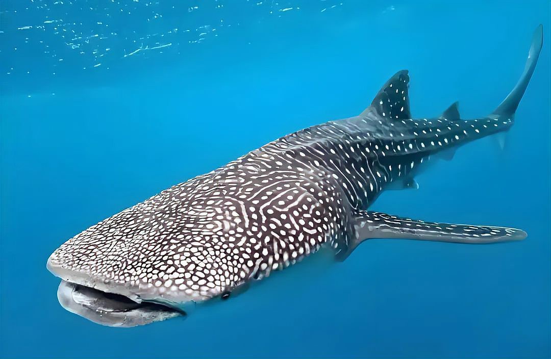 世界十大名魚排行，世界十大名魚排行榜