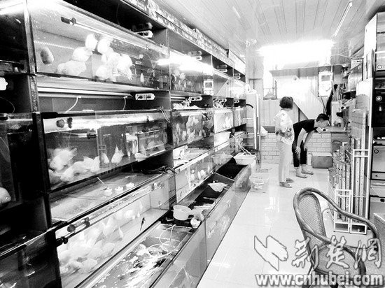 武漢水族店，武漢有哪些水族店
