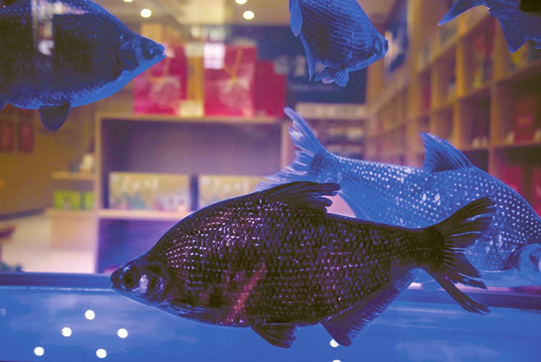 淅川龍魚店，淅川縣有哪些著名的龍魚店