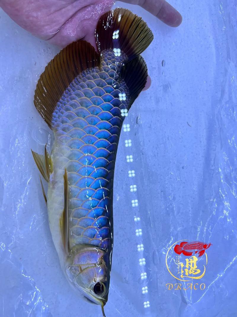 提供一張藍(lán)底金龍魚生長(zhǎng)過程的圖片，《藍(lán)底金龍魚生長(zhǎng)過程》