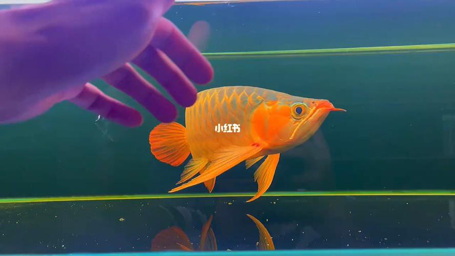 提供一張藍(lán)底金龍魚(yú)生長(zhǎng)過(guò)程的圖片，《藍(lán)底金龍魚(yú)生長(zhǎng)過(guò)程》