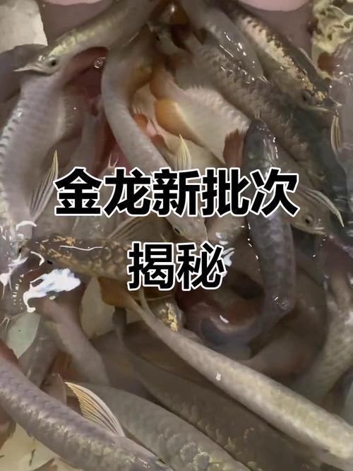 提供一張藍(lán)底金龍魚生長(zhǎng)過程的圖片，《藍(lán)底金龍魚生長(zhǎng)過程》
