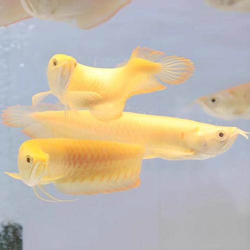 提供一張藍(lán)底金龍魚(yú)生長(zhǎng)過(guò)程的圖片，《藍(lán)底金龍魚(yú)生長(zhǎng)過(guò)程》