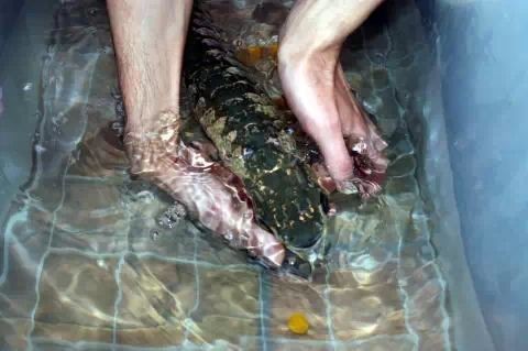 提供一張藍(lán)底金龍魚(yú)生長(zhǎng)過(guò)程的圖片，《藍(lán)底金龍魚(yú)生長(zhǎng)過(guò)程》