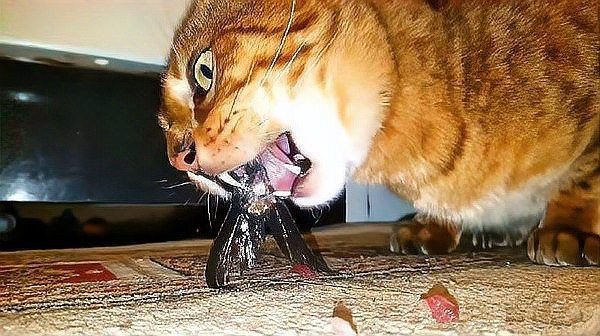 貓吃了生魚后幾天會死，貓吃了生魚后幾天會死嗎