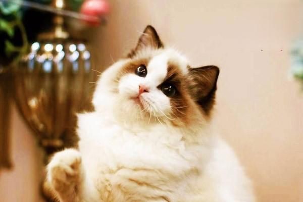 貓吃了生魚后幾天會死，貓吃了生魚后幾天會死嗎 貓吃了生魚后幾天會死，貓吃了生魚后幾天會死嗎 龍魚百科 第6張