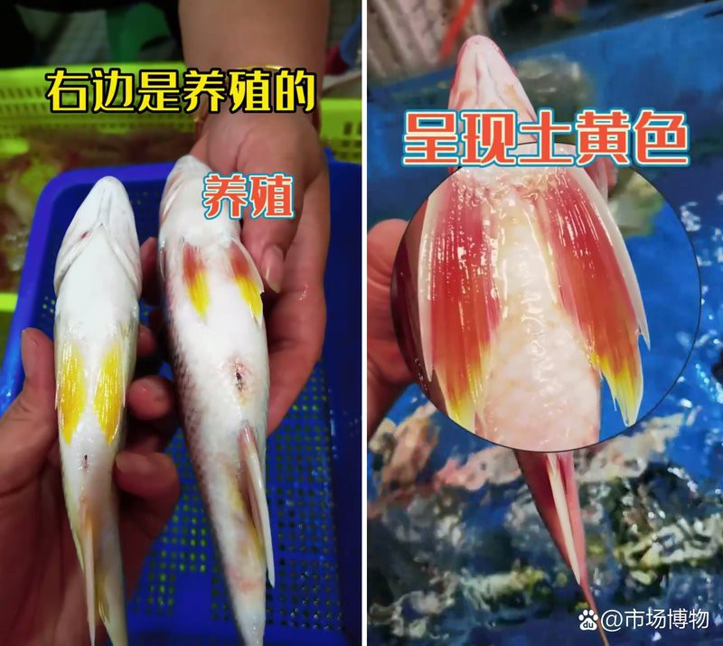 如何判斷雷龍魚鰭充血的嚴重程度？，如何判斷雷龍魚鰭充血的嚴重程度 如何判斷雷龍魚鰭充血的嚴重程度？，如何判斷雷龍魚鰭充血的嚴重程度 龍魚百科 第2張