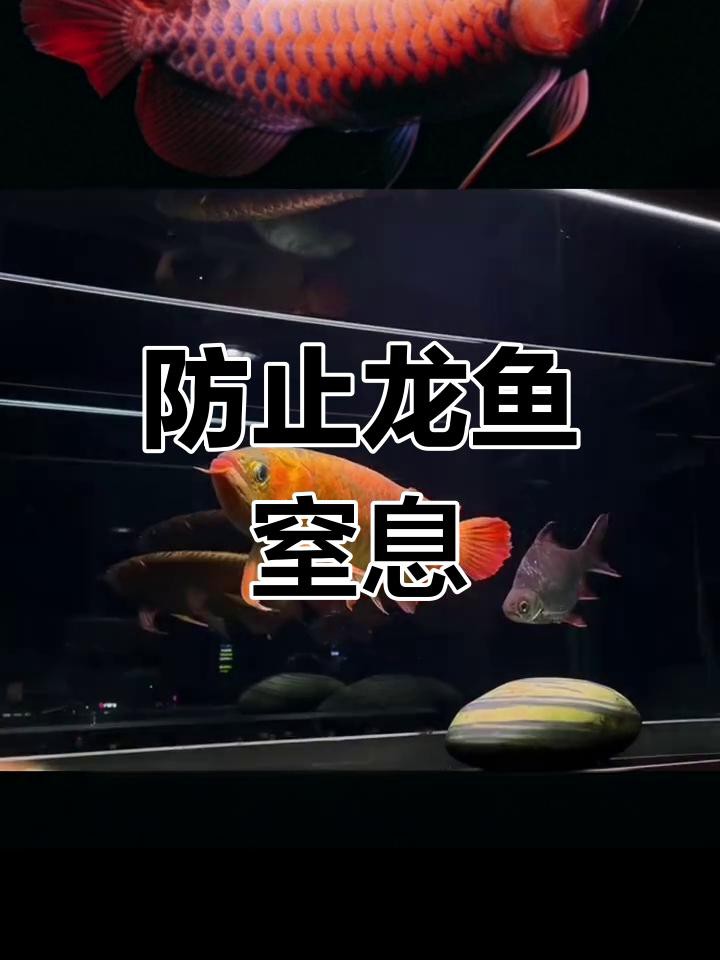 如何判斷龍魚是否翻鰓？，《如何判斷龍魚是否翻鰓》龍魚翻鰓四大原因預(yù)防起來