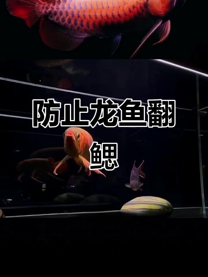 如何判斷龍魚是否翻鰓？，《如何判斷龍魚是否翻鰓》龍魚翻鰓四大原因預(yù)防起來