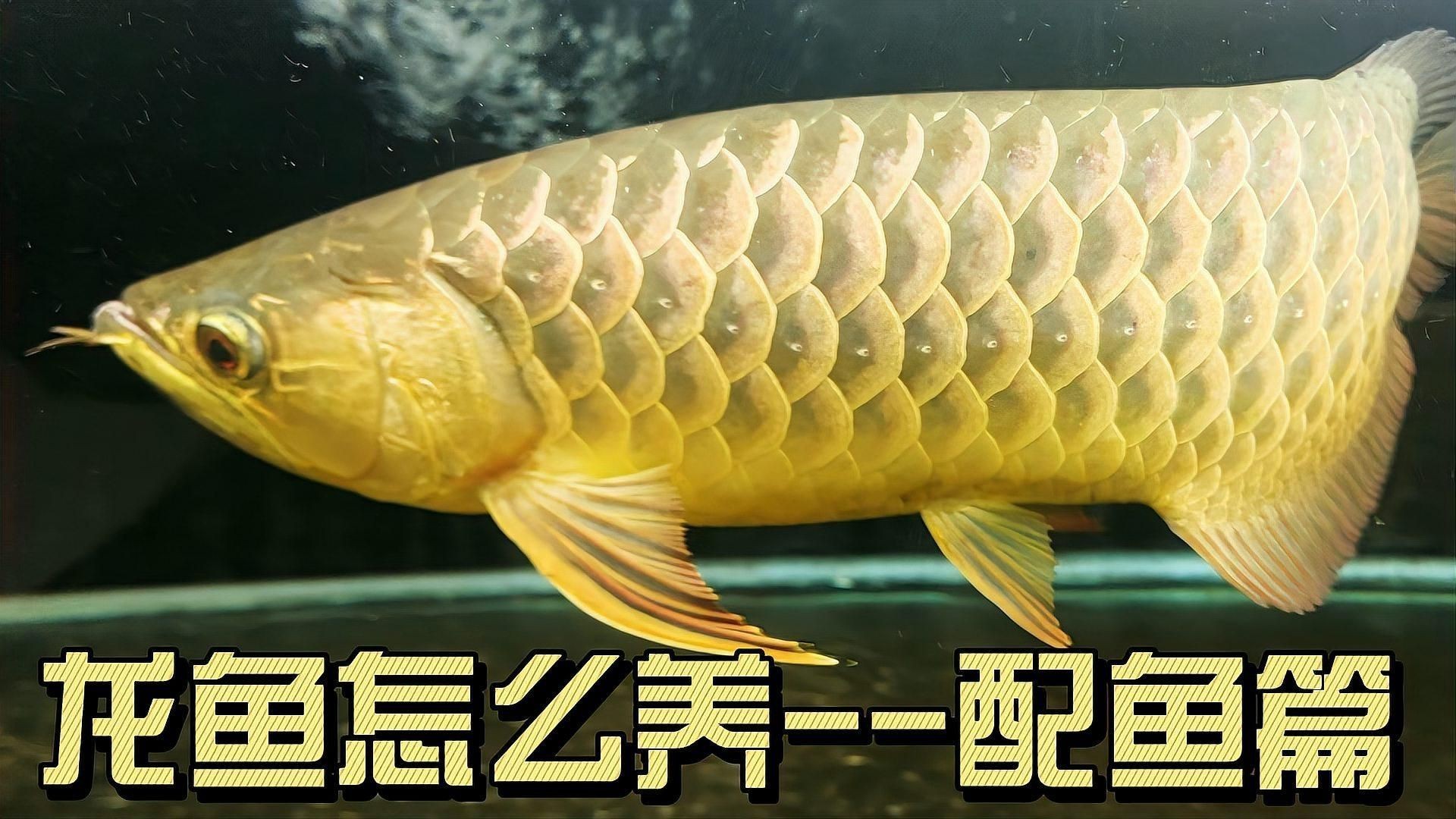 紅龍和金龍哪個更耐養？，金龍與紅龍