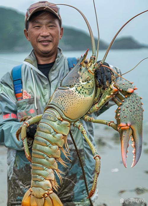 大龍蝦的生態(tài)攝影作品，《大龍蝦的生態(tài)攝影作品》
