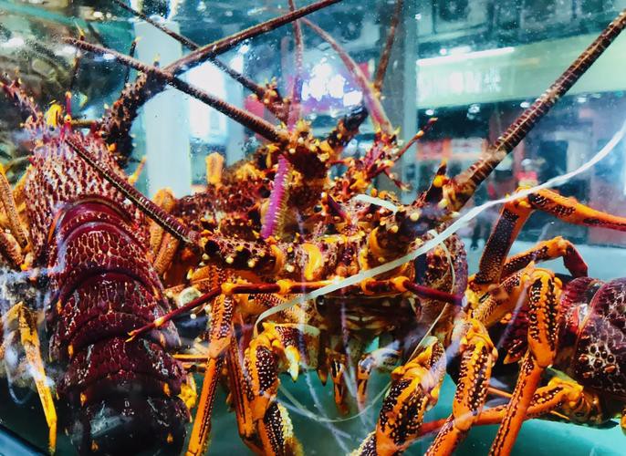 大龍蝦的生態(tài)攝影作品，《大龍蝦的生態(tài)攝影作品》