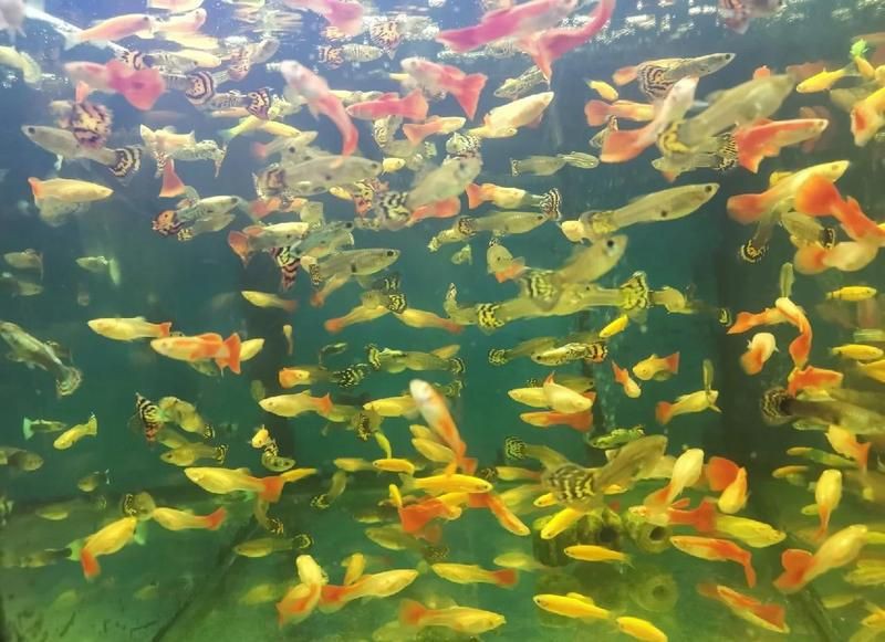 東莞水族批發市場，東莞市水族批發市場 東莞水族批發市場，東莞市水族批發市場 全國水族館企業名錄 第2張