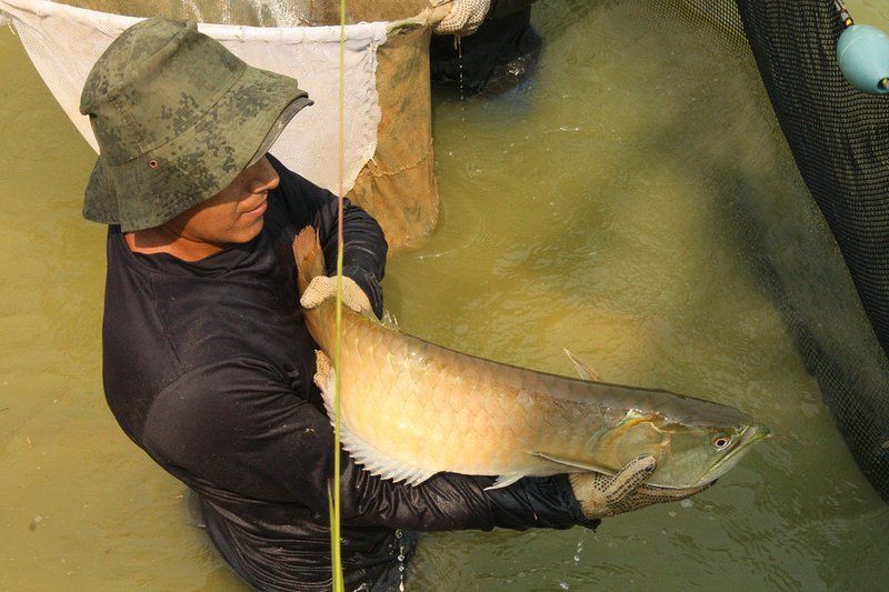 香港龍魚店，香港龍魚產業的獨特魅力