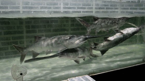 如何判斷金龍魚的年齡？，如何判斷一條魚究竟幾歲了