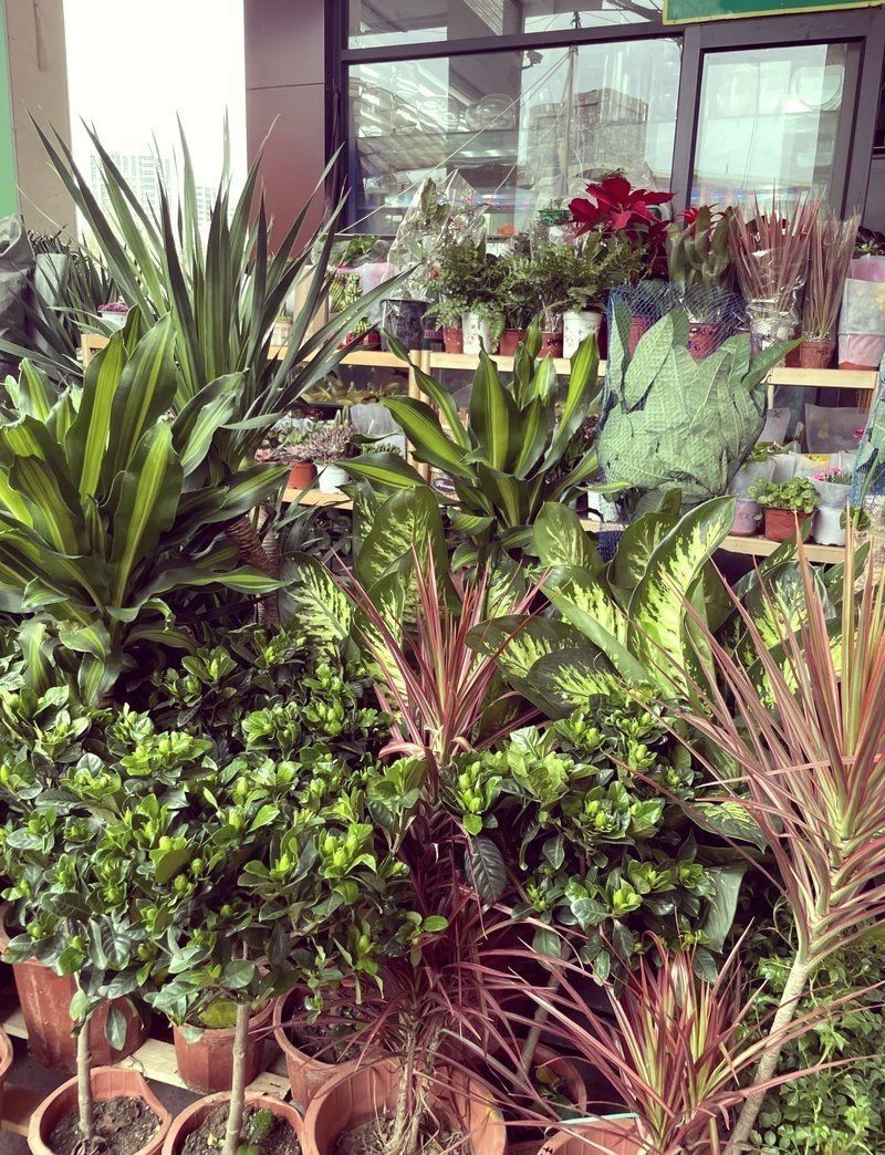 泰安水族店，泰安擁有多家特色水族店為當地水族愛好者提供了豐富的選擇 泰安水族店，泰安擁有多家特色水族店為當地水族愛好者提供了豐富的選擇 全國水族館企業名錄 第4張