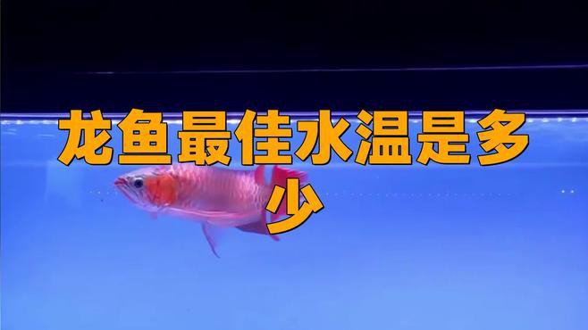戰車紅龍的最佳飼養溫度是多少？，戰車紅龍水溫多少度合適