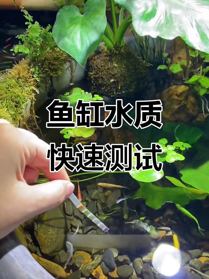 如何檢測金龍魚的水質(zhì)參數(shù)？，如何判斷金龍魚的水質(zhì)參數(shù)
