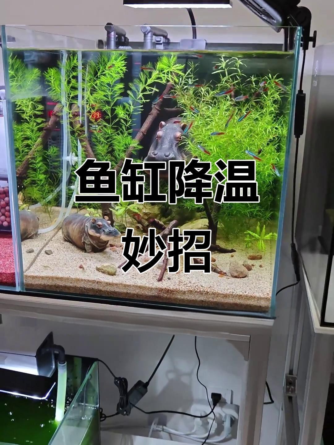 如何逐步將銀龍魚的水溫降至28度？，夏季如何給銀龍魚水溫控制在多少度