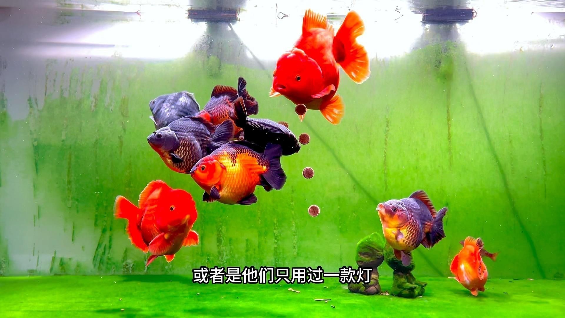 馬印水族魚缸爆藻燈，爆藻燈選擇有講究，效果大不同!