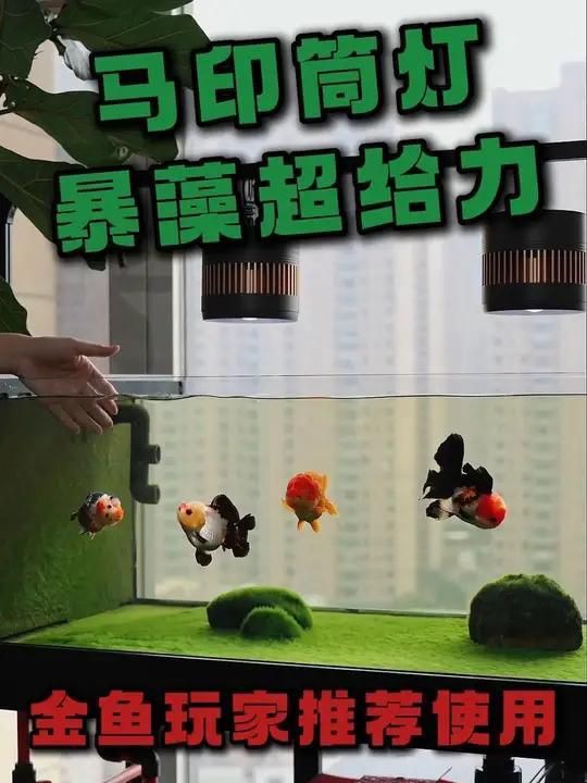 馬印水族魚缸爆藻燈，爆藻燈選擇有講究，效果大不同!