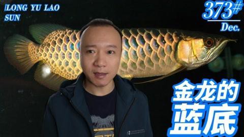 如何區分藍底和金底金龍魚，藍底和金底金龍魚的區別