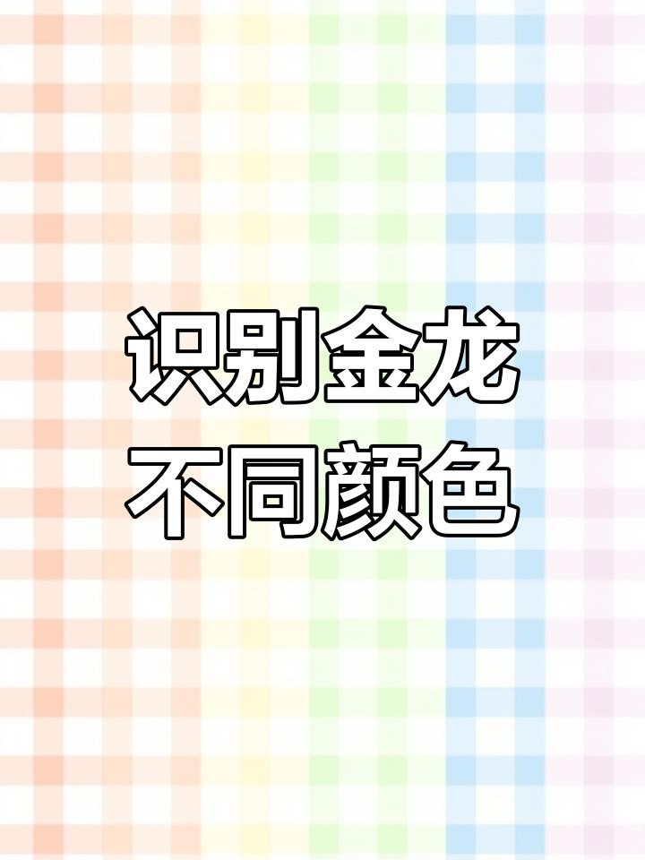 如何區分藍底和金底金龍魚，藍底和金底金龍魚的區別